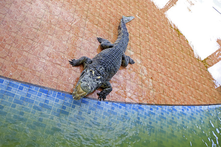 Traditional for Thailand "Show of crocodiles" Bungboraped nakhonsawan thailandの写真素材