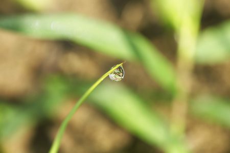 Beautiful green leaf with drops of waterの写真素材
