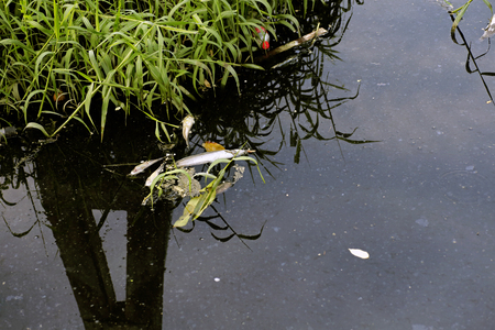 Sewage pipe polluting the riverの写真素材