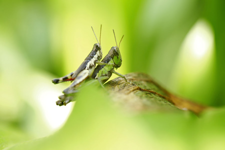 Grasshopper perching on green leafの写真素材