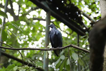 Collared dove, Streptopelia decaocto on a branchの写真素材