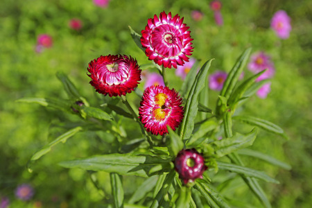 straw flower or everlasting Helichrysum bracteatumの写真素材