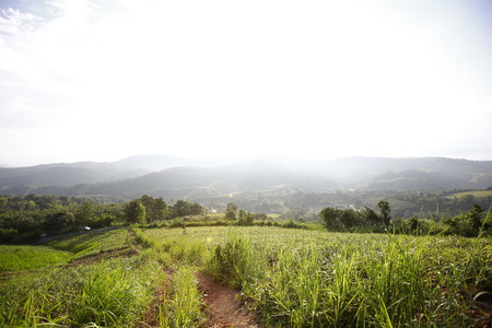 Green summer landscape scenic view