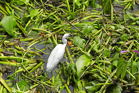 The bird live in the park in Thailandの写真素材