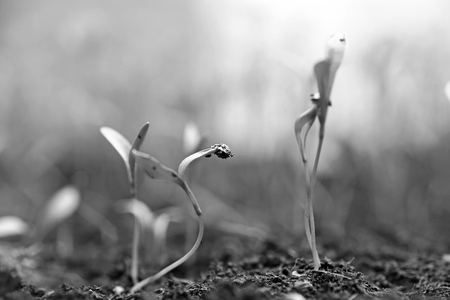 Small plant on pile of soil in the garden