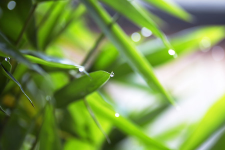 Beautiful green leaf with drops of waterの写真素材