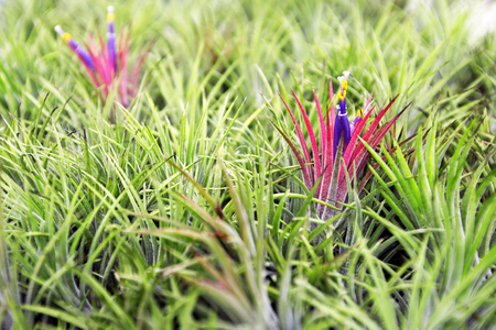 Bromeliad tillandsia and tillandsia flowerの写真素材