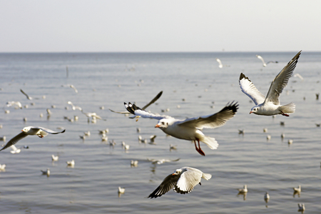 Migratory seagulls flock to the Bang Pu Seaside, Thailand during November and April.の写真素材