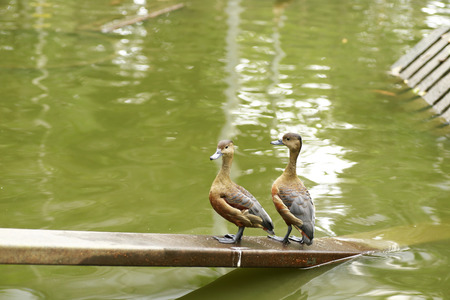 duck walk in a farmの写真素材
