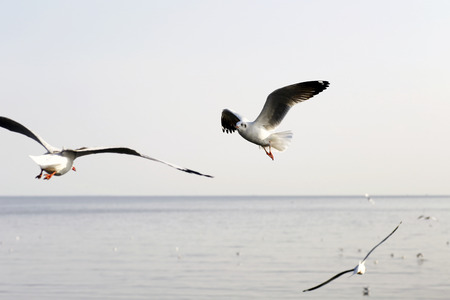 Migratory seagulls flock to the Bang Pu Seaside, Thailand during November and April.