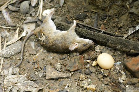 dead rat are eaten by antsの写真素材