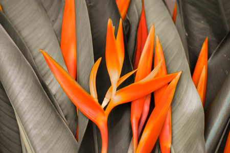 Bird of Paradise Flowers Isolated on a White Background