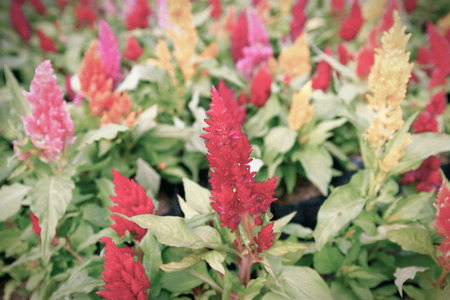 Colorful of plumed cockscomb flower or Celosia argentea