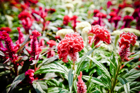 Colorful of plumed cockscomb flower or Celosia argenteaの写真素材