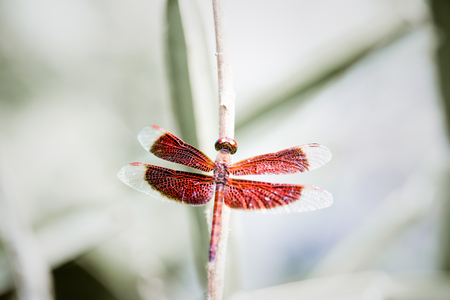 The dragonfly in blur background