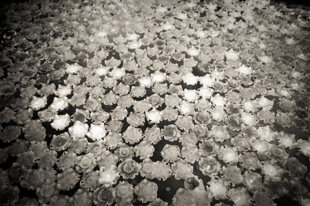 Many burning candlesの写真素材