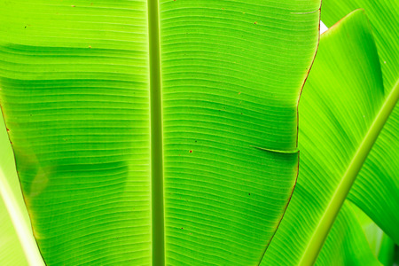 Banana leaf with rain dropの写真素材