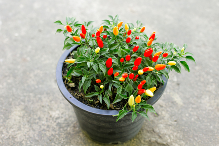 red hot chili pepperの写真素材