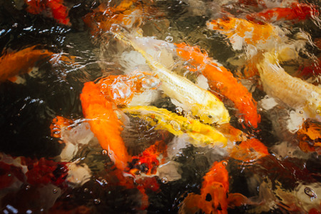Colorful fancy carp fish, koi fishの写真素材