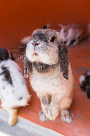 Cute rabbit small bunny domestic pet with long earsの写真素材