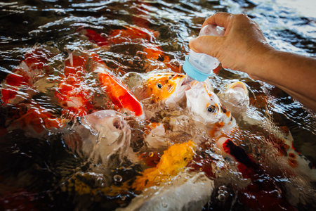 Colorful fancy carp fish, koi fishの写真素材