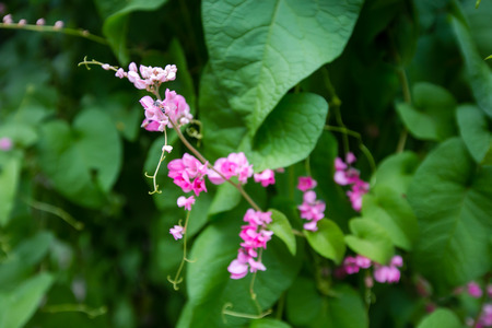Spring background with beautiful pink flowers