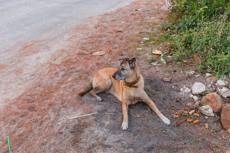 sad homeless stray dog sitting on concrete with dog tag in an ear sign of beeing neuteredの写真素材