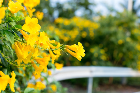 flower and beautiful petals