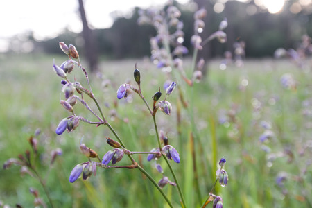 Murdannia giganteum is blooming at Phu Soi Dao National Park, Thailand. Selective focusの写真素材