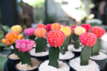 Various fresh green cactus plants backgroundの写真素材