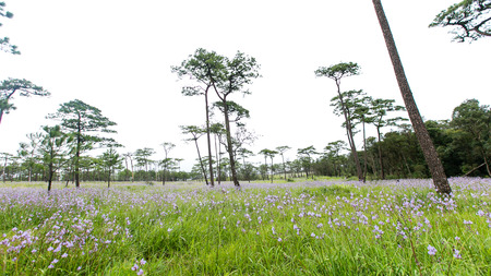 pine forest and beautiful field sweet purple flower on mountainの写真素材