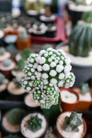 Various fresh green cactus plantsの写真素材