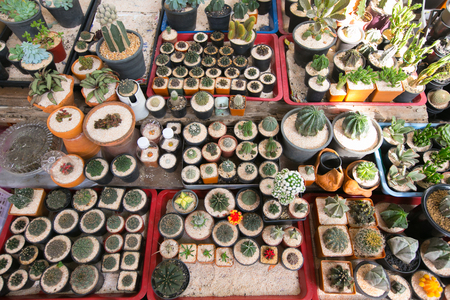 Various fresh green cactus plantsの写真素材