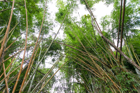 bamboo forest with glorious morning sunshineの写真素材