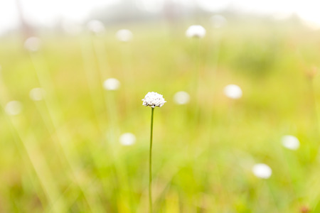 flower and beautiful petals
