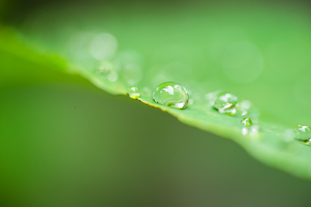 Green leaf with drops of waterの写真素材