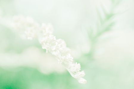 flower and beautiful petalsの写真素材