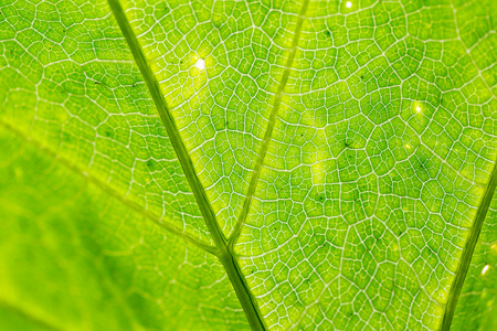 green leaf background