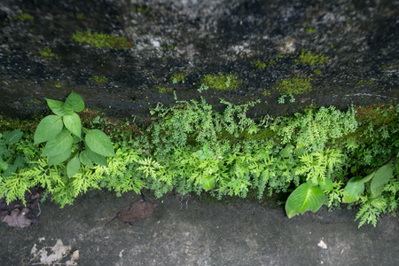green moss In the Forest background