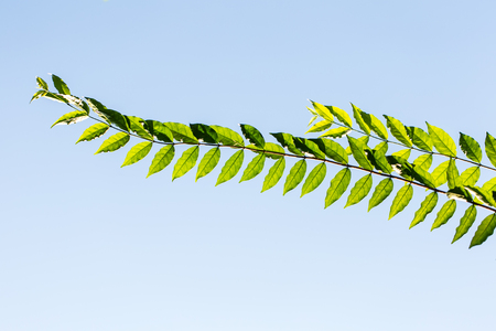 green leaves and sun on blue skyの写真素材