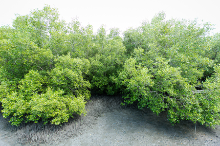 Mangrove trees along the seaの写真素材