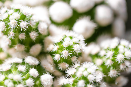 Various fresh green cactus plants backgroundの写真素材
