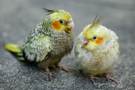 Portrait of Cockatiel close-up (Nymphicus hollandicus)の写真素材