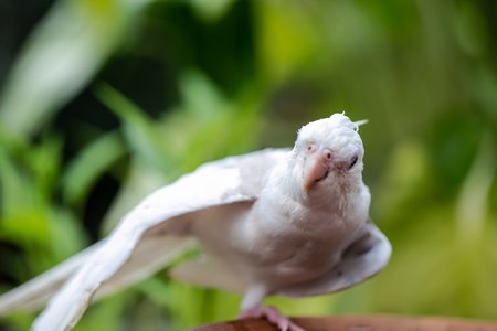 Portrait of Cockatiel close-up (Nymphicus hollandicus)の写真素材