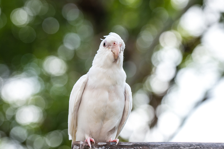 Portrait of Cockatiel close-up (Nymphicus hollandicus)