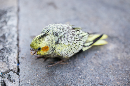 Portrait of Cockatiel close-up (Nymphicus hollandicus)の写真素材