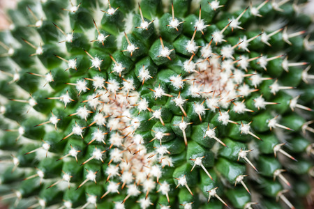 Various fresh green cactus plants background
