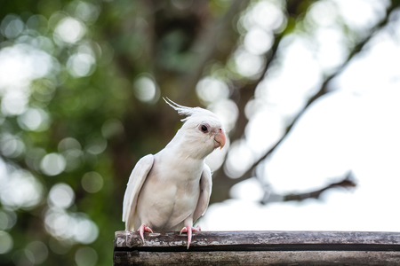 Portrait of Cockatiel close-up (Nymphicus hollandicus)の写真素材
