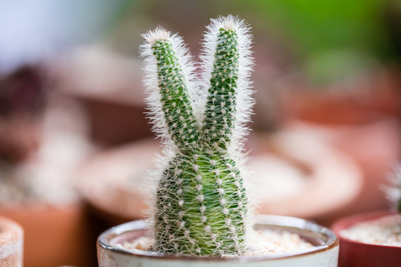 Close up of globe shaped cactus with long thornsの写真素材