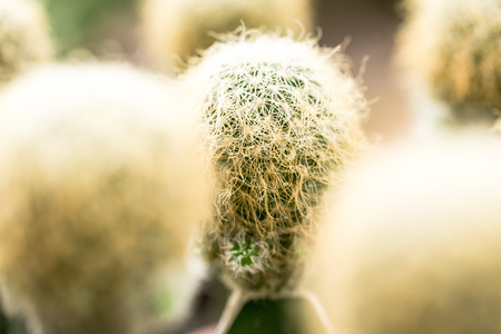 Close up of globe shaped cactus with long thornsの写真素材